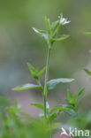 Drienerfmuur (Moehringia trinervia)