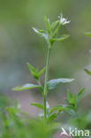 Three-nerved Sandwort (Moehringia trinervia)