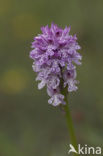 three-toothed orchid (Neotinea tridentata)