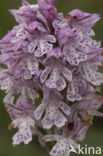 three-toothed orchid (Neotinea tridentata)