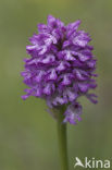 three-toothed orchid (Neotinea tridentata)