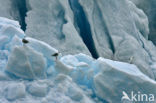 Black-legged Kittiwake (Rissa tridactyla)