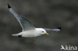 Black-legged Kittiwake (Rissa tridactyla)
