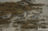 Sanderling (Calidris alba)