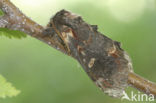 Iron Prominent (Notodonta dromedarius)