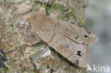 Dubbelstipvoorjaarsuil (Orthosia munda)