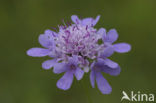 Duifkruid (Scabiosa columbaria) 