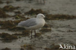 Slender-billed Gull (Larus genei)