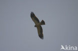 Booted Eagle (Hieraaetus pennatus)