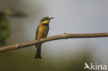 Little Bee-eater (Merops pusillus)