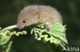 Dwergmuis (Micromys minutus)