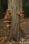 Echte honingzwam (Armillaria mellea)