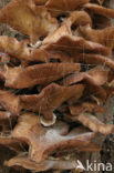 Echte honingzwam (Armillaria mellea)