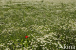 Wild Camomile (Matricaria recutita)