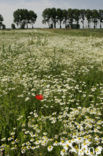 Wild Camomile (Matricaria recutita)