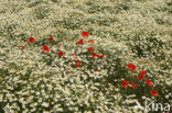 Wild Camomile (Matricaria recutita)