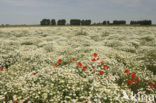 Wild Camomile (Matricaria recutita)