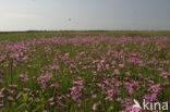 Ragged-Robin (Lychnis flos-cuculi)