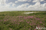 Echte koekoeksbloem (Lychnis flos-cuculi)