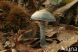 Verdigris Toadstool (Psilocybe aeruginosa)