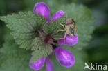 purple Dead-nettle (Lamium purpureum purpureum)