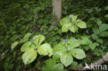 Herb-Paris