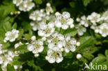 oneseed hawthorn (Crataegus monogyna)