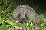 Hedgehog (Erinaceus europaeus)