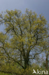 Oak (Quercus)