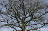 Oak (Quercus)