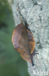 the Lappet (Gastropacha quercifolia)