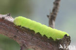 Brindled Green (Dryobotodes eremita)