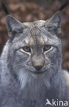 Eurasian Lynx (Lynx lynx)