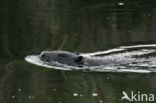 Eurasian beaver (Castor fiber)