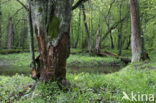 Europese bever (Castor fiber) 