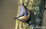 Eurasian Nuthatch (Sitta europaea)