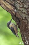 Eurasian Nuthatch (Sitta europaea)