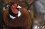 Ring-necked Pheasant (Phasianus colchicus)