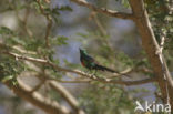 Feeënhoningzuiger (Nectarinia pulchella)