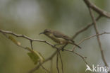 Feeënhoningzuiger (Nectarinia pulchella)