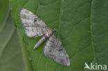 Fijnspardwergspanner (Eupithecia tantillaria)