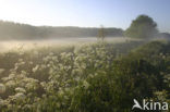 Cow Parsley (Anthriscus sylvestris)