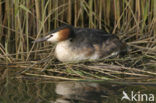 Great Crested Grebe (Podiceps cristatus)