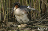 Great Crested Grebe (Podiceps cristatus)