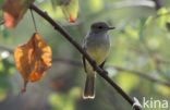 Galapagos Flycatcher