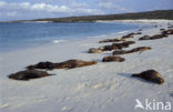 Galapagos zeeleeuw (Zalophus wollebaeki) 