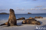 Galapagos zeeleeuw (Zalophus wollebaeki) 