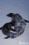 Galapagos zeeleeuw (Zalophus wollebaeki) 