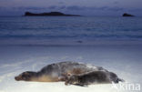Galapagos zeeleeuw (Zalophus wollebaeki) 
