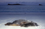 Galapagos Sea Lion (Zalophus wollebaeki) 